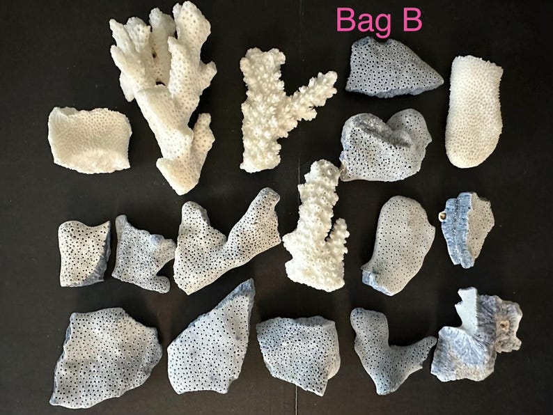 May include: A collection of various white and grey coral fragments with porous textures, arranged on a dark surface. The pieces include branching and flat shapes, with the text Bag B visible in the upper right corner of the image.
