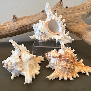 May include: Three murex seashells with intricate, spiky protrusions and textured surfaces. The shells feature a color palette of creamy white, tan, and light brown, with one shell elevated on a clear acrylic stand to display its hollow interior.