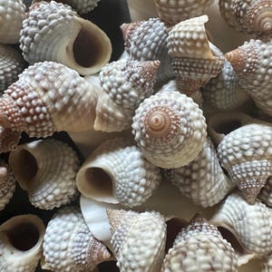 May include: A collection of small, textured sea snail shells featuring a conical shape with a spiral pattern. The shells are primarily white and cream-colored with brown accents and numerous small, raised bumps covering their exterior surfaces.