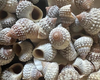 Winkle Beaded Periwinkle Seashell  3/8" to 5/8" Seashell Craft Shell