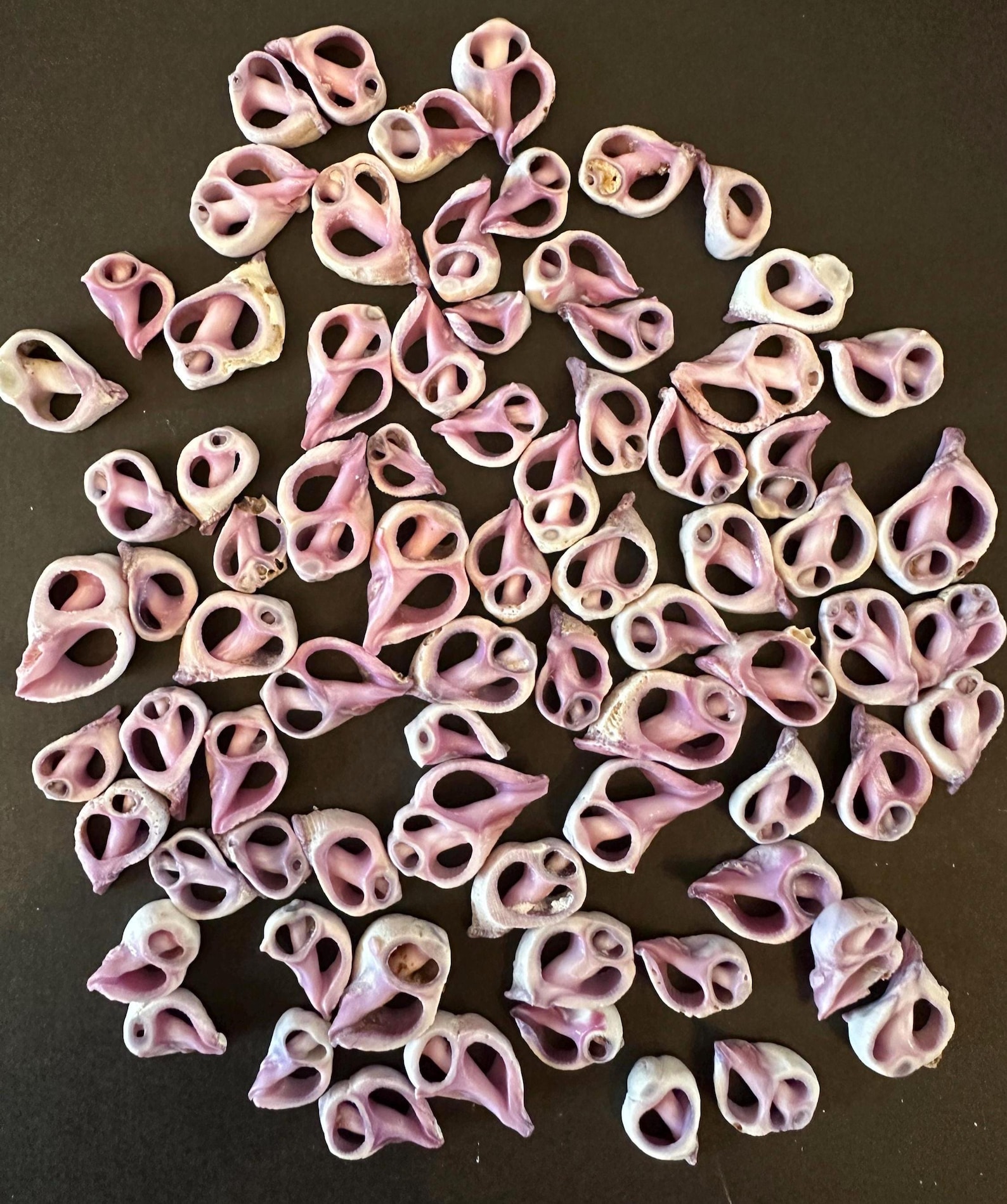 Center Sliced Purple Cebu Beauty Seashells Quantity Options Seashells ...