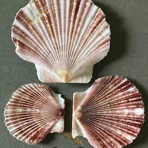 Flat Scallop Seashells Flat Pixie Scallop Seashells