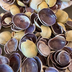 May include: A collection of pistachio shells, with a mix of colors including deep purple and pale yellow. The shells are open, revealing the inner surfaces. The image is a close-up, showing the texture and details of the shells.