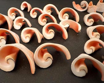 Swirl End Sliced Strawberry Strombus Shells, 30 Spiral Strawberry Swirl End Cut Shells Craft Shell