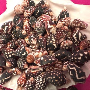 Nassa Columbella Shells: Small Crafting Jewelry Seashells