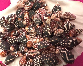 Nassa Columbella Shells: Small Crafting Jewelry Seashells