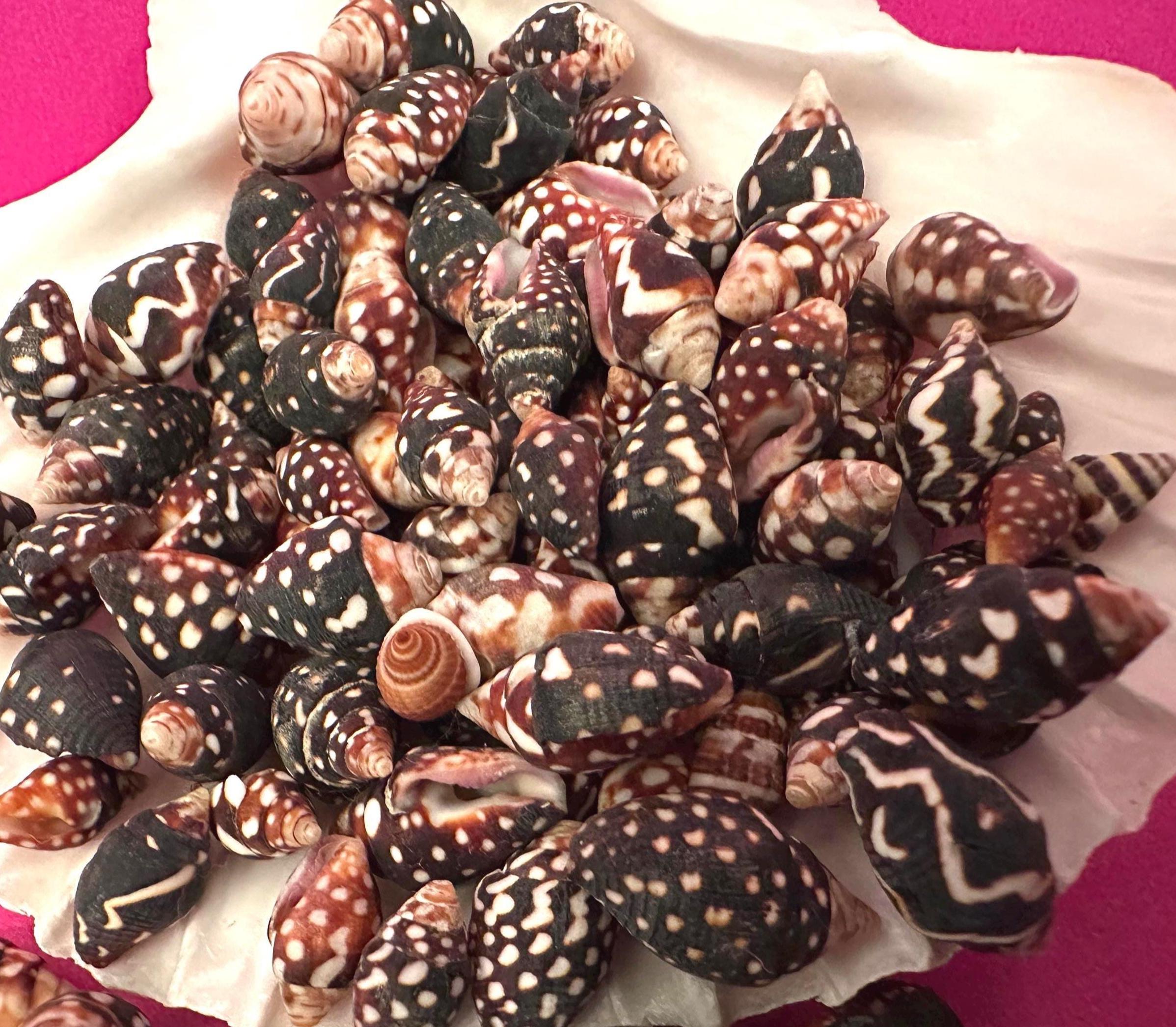 Nassa Columbella Shells: Small Crafting Jewelry Seashells - Etsy