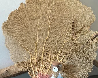 Natural Dried Sea Fan Large Coral Sea Fan Coastal Beach Home Decor, Coastal Centerpiece, Wedding Decor (18.5”-15.5”)