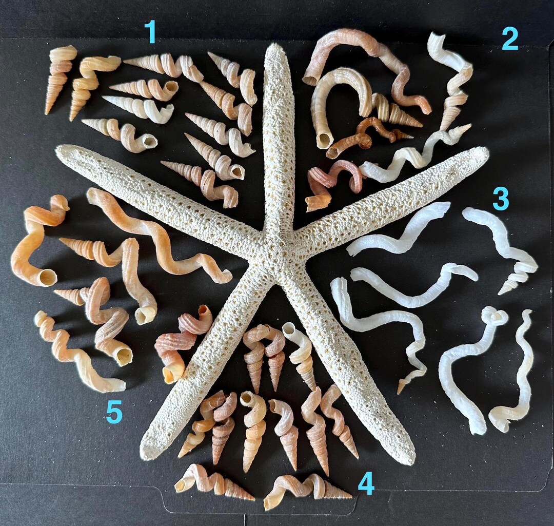 Spiral Worm Tube Shells Sanibel Island Seashells Mixed Sizes & Sets - Etsy