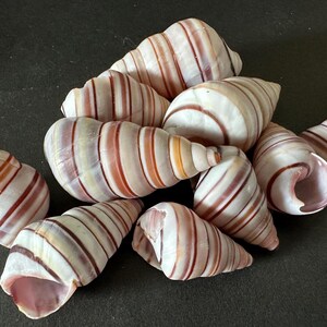 May include: A collection of ten spiral-shaped seashells featuring a smooth, off-white base color with distinct, horizontal, reddish-brown and tan stripes wrapping around each shell. The shells vary slightly in size and orientation.