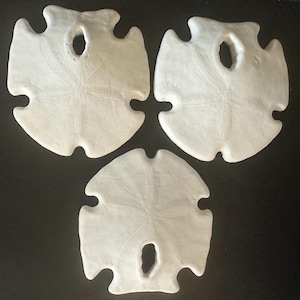 May include: Three white sand dollars with a star-like pattern and a central hole. The sand dollars have a rounded shape with five notches around the edges. They are arranged on a dark surface.