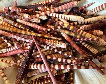 Sea Urchin Spines (1”-3") Tiger Spines Jewelry Supplies, Sea Shell Crafts Sailor Valentines