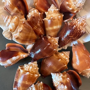 Florida Fighting Conch Seashells, 2 pcs