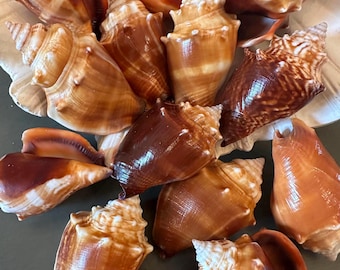 Sanibel Island Florida Fighting Conch Seashells