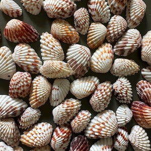 May include: A collection of various seashells, showcasing a range of sizes and patterns. The shells display a mix of white, cream, and brown hues, with intricate ribbed textures. Ideal for coastal decor or craft projects.