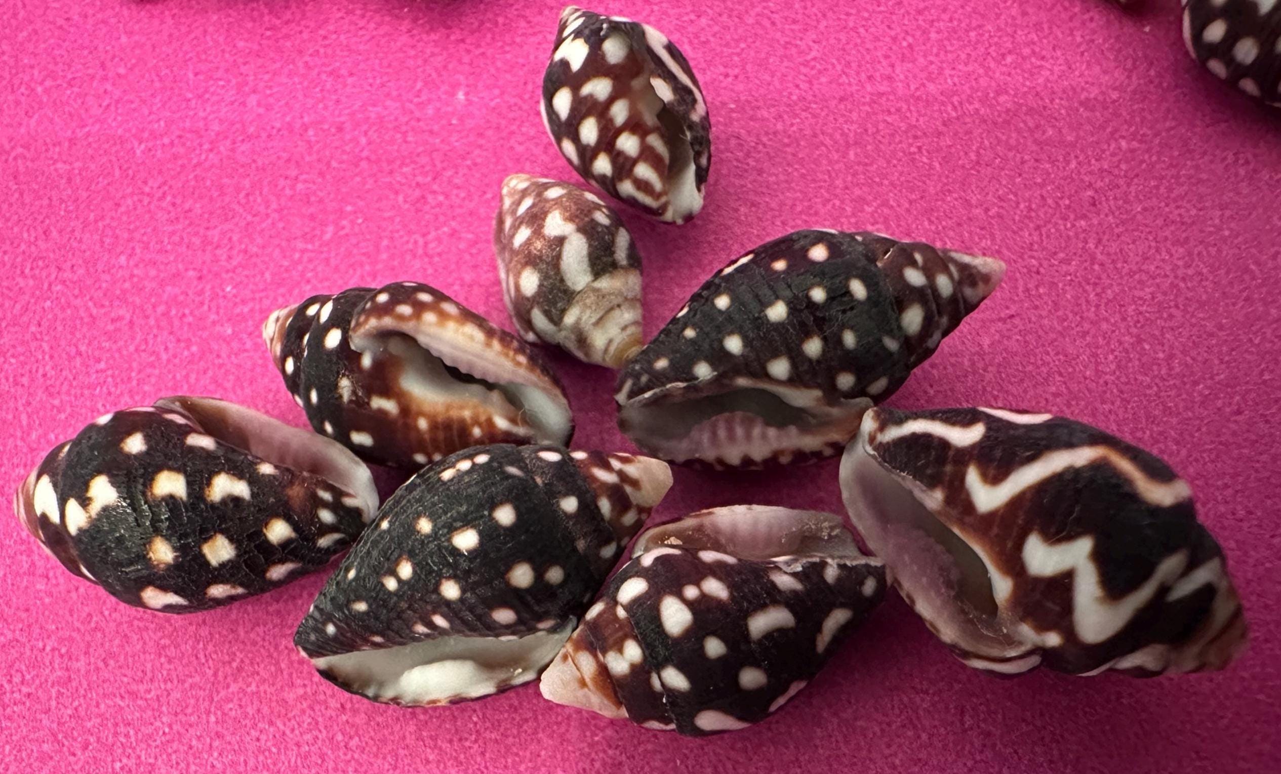 Nassa Columbella Shells: Small Crafting Jewelry Seashells - Etsy