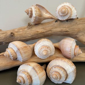 May include: A collection of beige and white seashells with spiral patterns. The shells are arranged on a piece of driftwood, showcasing their natural textures and shapes. The shells vary in size and shape, creating a visually appealing display.