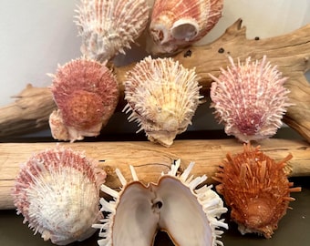 Oyster Spiny Paired Shell  Display Shell, Craft Seashell, Beach Home Decor