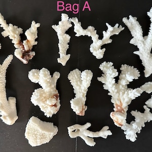 May include: A collection of ten white, branched coral pieces labeled Bag A. The coral fragments feature irregular, textured surfaces with some brown discoloration at the base of several pieces. The pieces vary in size and branching patterns.