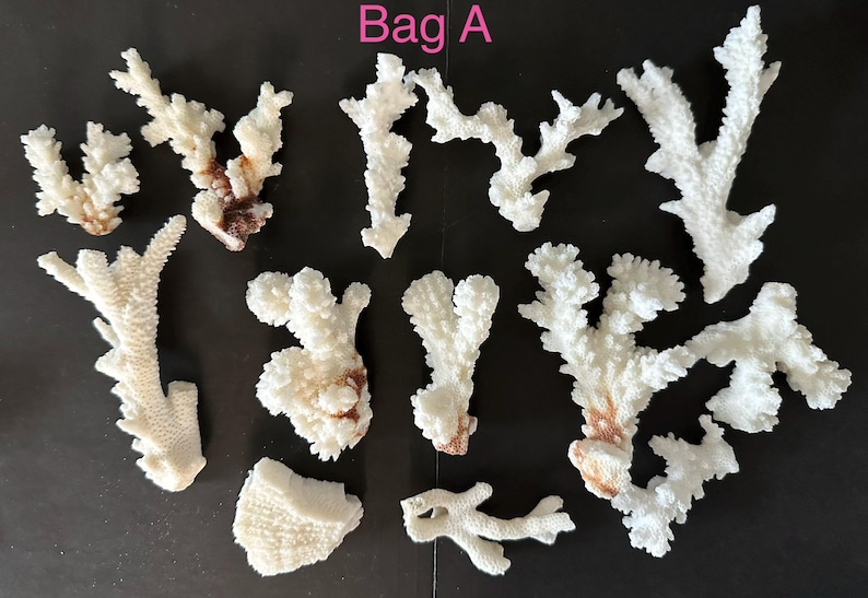 May include: A collection of ten white, branched coral pieces labeled Bag A. The coral fragments feature irregular, textured surfaces with some brown discoloration at the base of several pieces. The pieces vary in size and branching patterns.