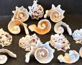 Top Spiral Cut Strombus Silver Lip Conch Top & Bottom Tip Strombus Silver Lip Conch Shell Craft Shells