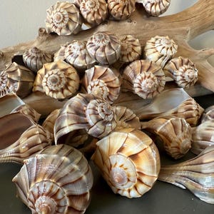 May include: A collection of spiral seashells in shades of brown, tan, and cream. The shells vary in size and shape, with visible spiral patterns and textures. Some shells are open, revealing the interior. The shells are arranged on a piece of driftwood.