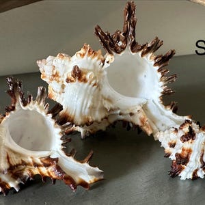 May include: Three spiky seashells with a white and brown color scheme. The shells have a textured surface and are arranged on a neutral background. The text "Set C" is visible.