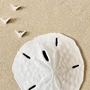 Sand Dollar with Sand Dollar Doves Florida Sanddollar Peace Doves