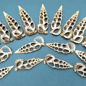 May include: A collection of fifteen spiral seashells arranged in a fan pattern. Each shell features a natural, open-work structure with a cream-colored interior and brown, textured exterior markings along the spiraling, hollowed-out chambers.