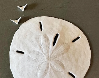 Sand Dollar with Sand Dollar Doves Florida Sanddollar Peace Doves