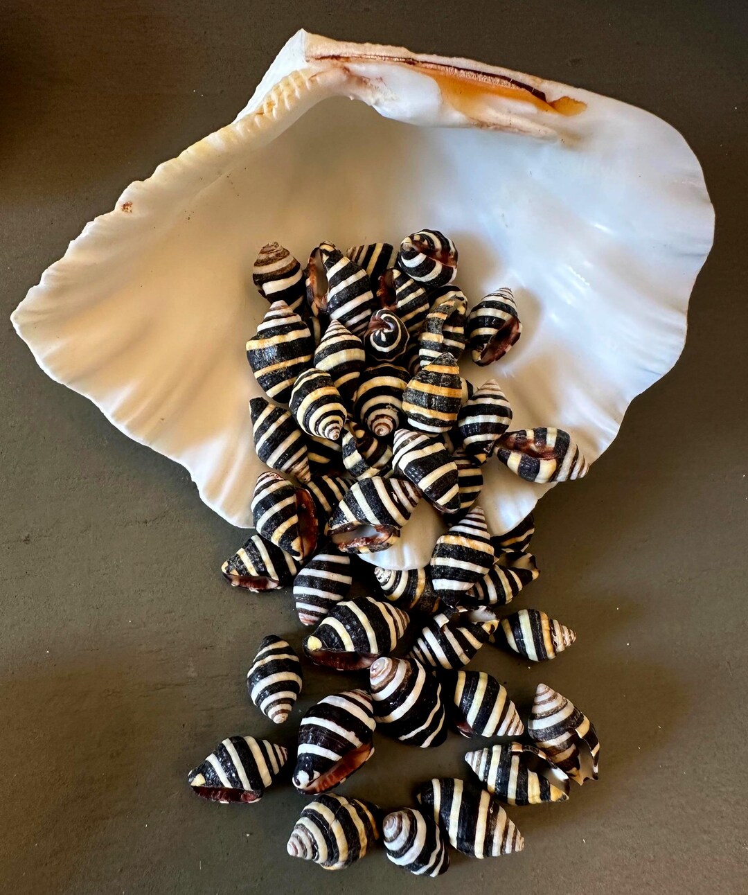 Bumblebee Seashells Beehive Tiny Shells - Etsy