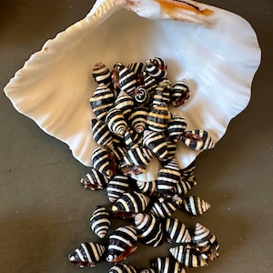 May include: A large, white seashell overflowing with numerous small, striped seashells. The small shells have black and cream-colored bands. The large shell has a smooth, pearly interior and a textured, off-white exterior with brown accents.