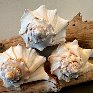 3 Knobbed Whelk Seashell 4.5"-5" Inches Atlantic Right Handed Conch Seashell Craft Shell Decoupage Coastal Home Decor Shell