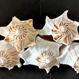 May include: A collection of five crown conch seashells arranged together. Each shell features a spiraled, pointed top with a white base color and tan, brown, and beige striations radiating from the center toward the jagged, flared edges.