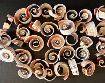 Swirl Center Sliced Strawberry Strombus Shells, 12 Spiral Cut Strawberry Swirl Shells  1.0” - 1.5" Craft Shell