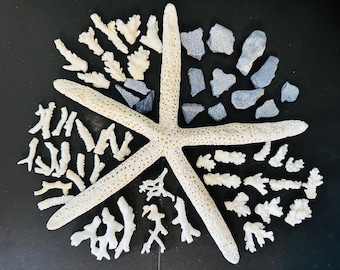 Coral Fragment Pieces Natural Sea Coral Assorted Broken Pieces Blue Ridge Coral,Reef Coral, Lace Coral Decor Crafting