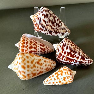 May include: An assortment of cone-shaped seashells with speckled patterns in shades of brown, orange, and white. One shell is displayed on a clear stand. The shells vary in size and shape, showcasing natural variations.