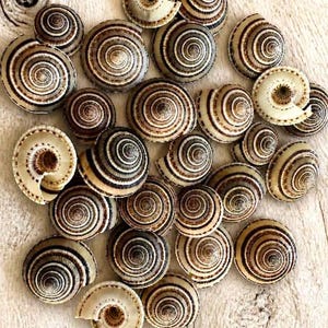May include: A collection of numerous flat, circular snail shells featuring concentric rings in shades of brown, cream, and dark chocolate. Each shell displays a distinct spiral pattern radiating from the center to the outer edge.