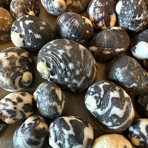 May include: A collection of various-sized seashells with a distinctive pattern of black and white markings. The shells have a smooth, polished appearance and a natural, organic aesthetic. The shells are a mix of oval and rounded shapes.
