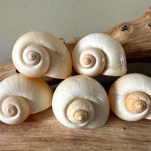5 Large Apple Snail Shells Large Blonde Snail Shell Florida  Coastal Decor, Air Plant, Display, Craft Shell