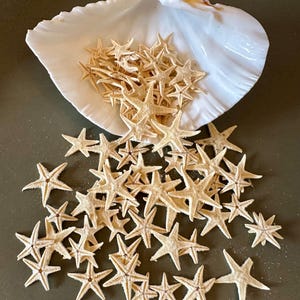 May include: A white seashell with a pile of small, light brown starfish spilling out of it. The starfish are scattered on a brown surface.
