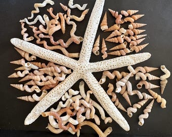 Spiral Worm Tube Shells Sanibel Island Florida Worm Seashells Mixed Size & Set