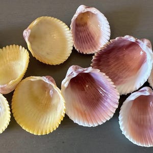 10 Cockle Prickly Sea Shells Yellow Prickly Cockle Shells and Rose Pink Prickly Cockle Clam Shells Sanibel Island Florida Seashells
