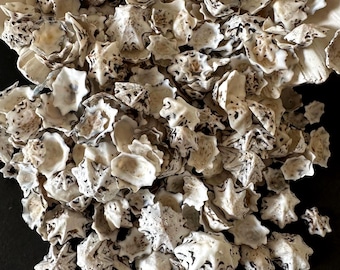 Star Limpet Seashells White and Black Seashells