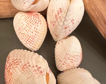 Cockle Shell Heart Paired Seashell 5 Rare White and Orange Speckled Heart Shell