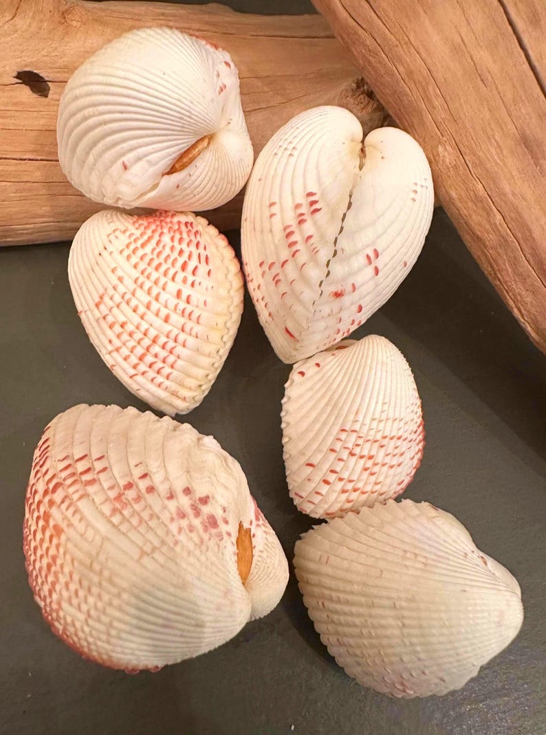 Cockle Heart Paired Seashell 5 Rare White and Orange Speckled Heart ...