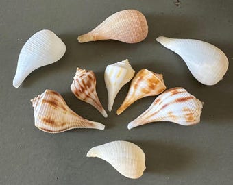 Sanibel Island Pear Whelk, Paper Fig Shells Set of 9 Small Shells