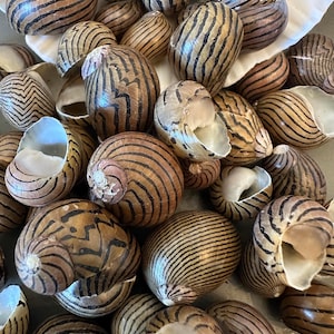 May include: A collection of snail shells with brown and black striped patterns. The shells vary in size and are arranged in a close-up shot, showcasing their natural textures and colors. Some shells are open, revealing the inner pearlescent surface.