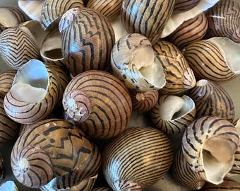 Striped Zig Zag Nerite Shells .75-1" Nerite Communis Land Snail Seashell