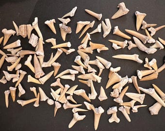 Fossil Shark Teeth 100+ Per Lot